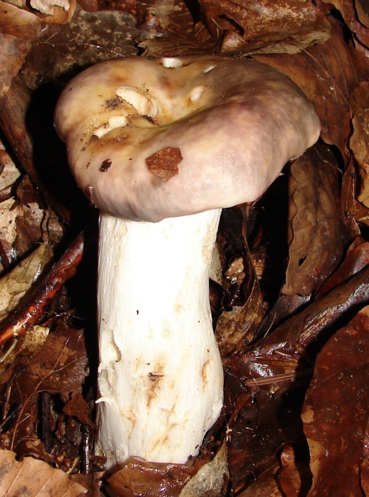 russula? Foresta nera..